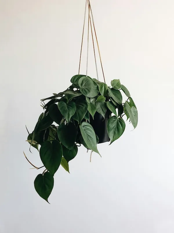 Makrome askılı saksılıkta sarkan yeşil iç mekân bitkisi, sade beyaz duvar önünde minimalist ve doğal dekorasyon örneği.