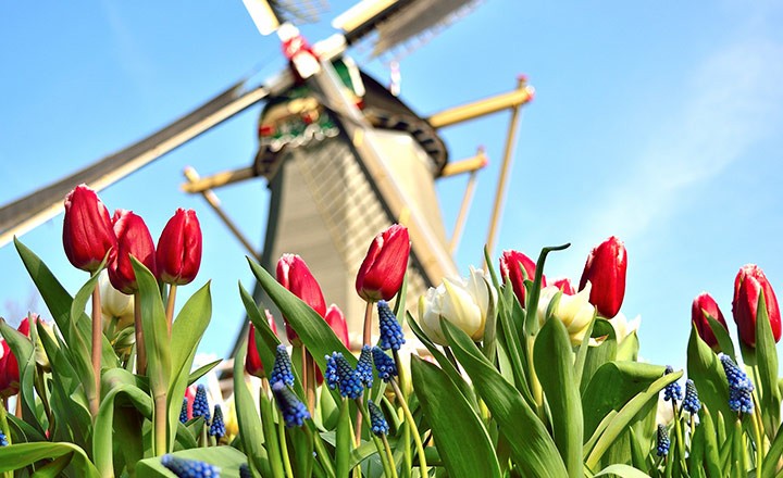Keukenhof Çiçek Bahçeleri Rehberi: Amsterdam’dan Lale Bahçelerine Ulaşım ve En İyi Ziyaret Zamanı