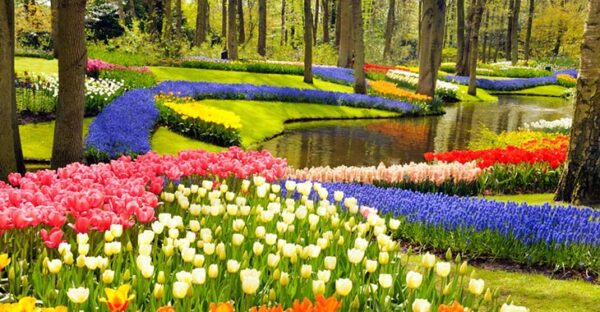 Keukenhof çiçek bahçesinin göz alıcı güzelliğini sergileyen bu geniş manzarada, pembe, beyaz, turuncu laleler ve masmavi sümbüllerle çevrili koyu bir su birikintisi, arkada yükselen ağaçların gölgeleriyle baharın canlı renklerini sunuyor.