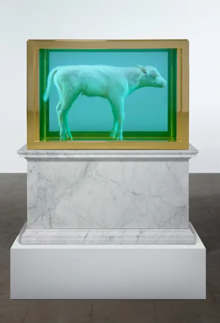 Damien Hirst’ün formaldehit dolu tank içinde sergilenen buzağı enstalasyonu – sanatçının dini motifler, ölüm ve kutsallık üzerine düşündüren çalışması.