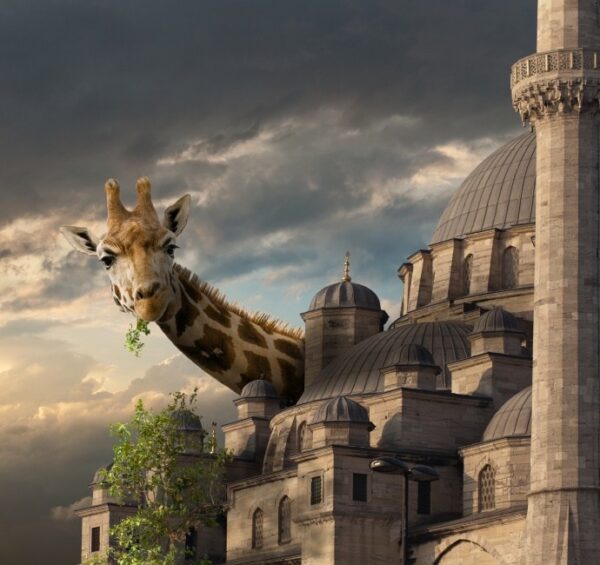 Dijital Fotoğraf Sanatçısı: Yasin Yaman