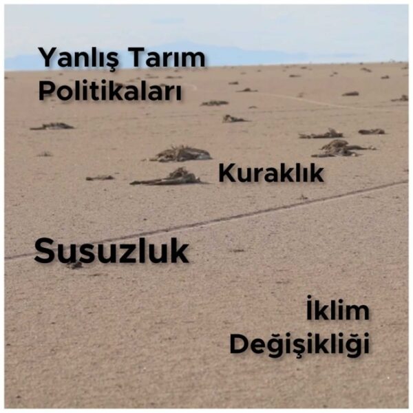 Çevre Bilinci ve Sürdürülebilirlik İçin Instagram Hesabı Önerileri