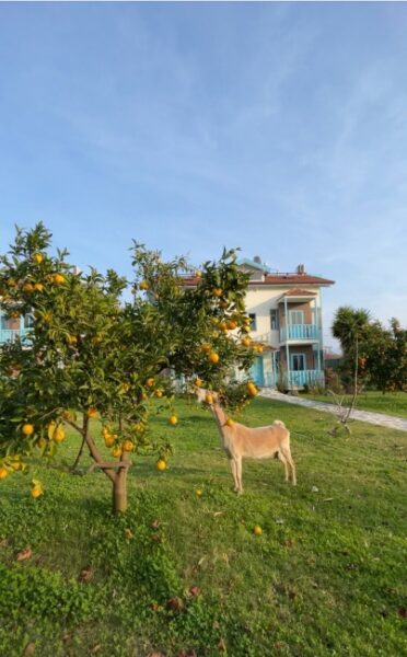 Mavi’nin 50 Tonu: Fethiye Rehberi