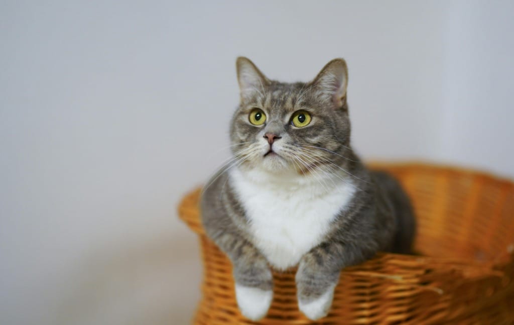 Kedi ve Köpeklerde İlk Yardım Uygulamaları