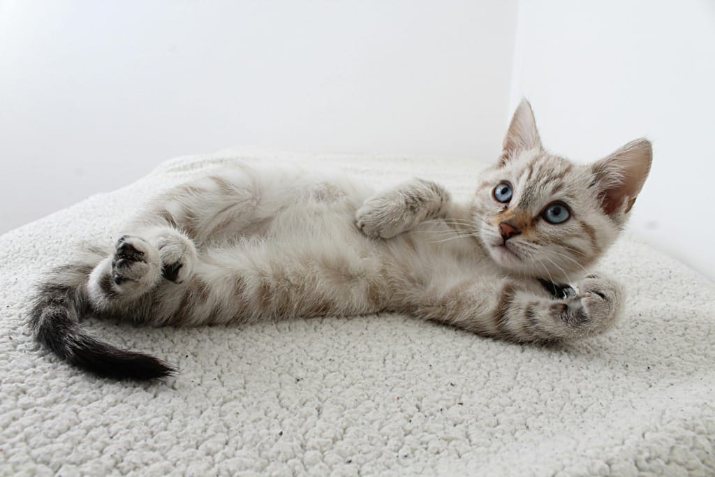 Kedi ve Köpeklerde İlk Yardım Uygulamaları