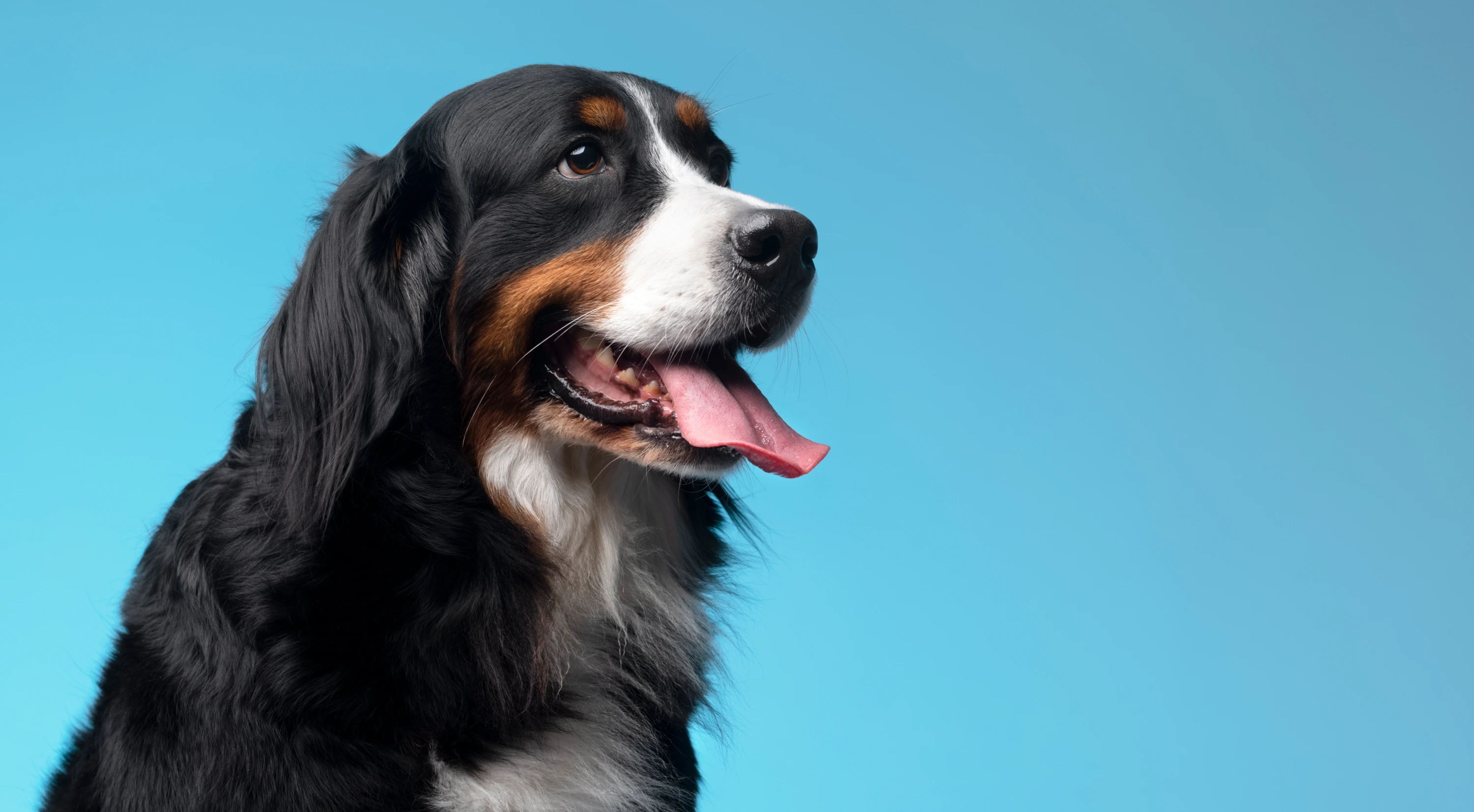 Köpeğinizin Ömrünü Uzatacak 5 Önemli Bakım Rutini