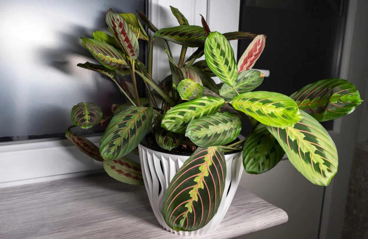 Maranta leuconeura, beyaz desenli bir saksı içinde, karakteristik koyu yeşil ve kırmızı damarlı canlı yeşil yapraklarıyla pencere kenarındaki açık renkli ahşap bir yüzeyde sergilenirken, evcil hayvanlar için güvenli bitkiler arasındaki yerini vurgulayan dekoratif bir görünüm sunuyor.