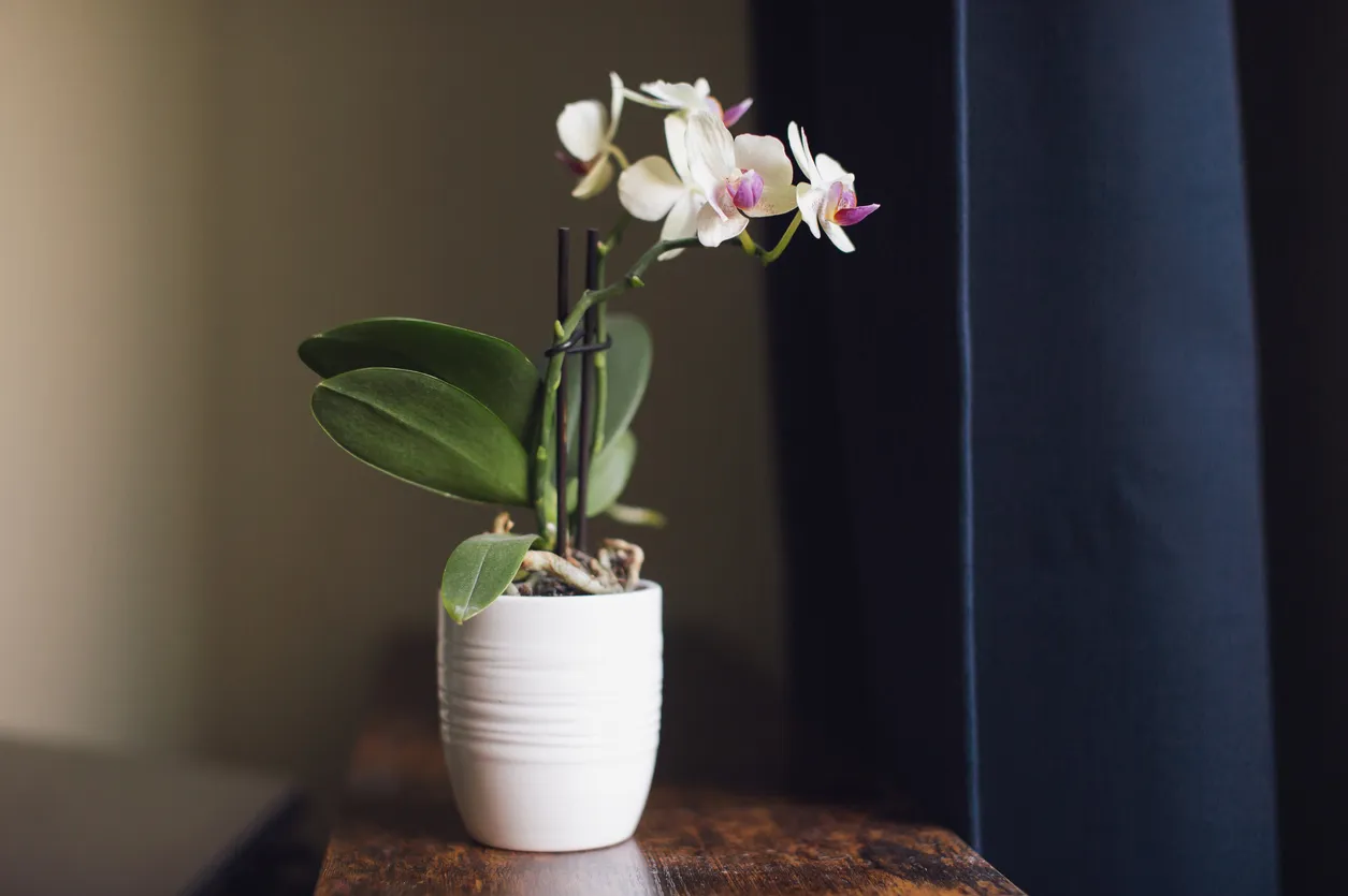 Ahşap bir yüzey üzerinde, beyaz çizgili seramik bir saksıda duran, gövdesi siyah destek çubuklarıyla bağlanmış, açmış açık renkli ve mor tonlu Phalaenopsis orkide çiçekleri ile koyu yeşil yaprakları, evcil hayvanlar için güvenli bitkilerden biri olarak huzurlu bir görünüm sunuyor.