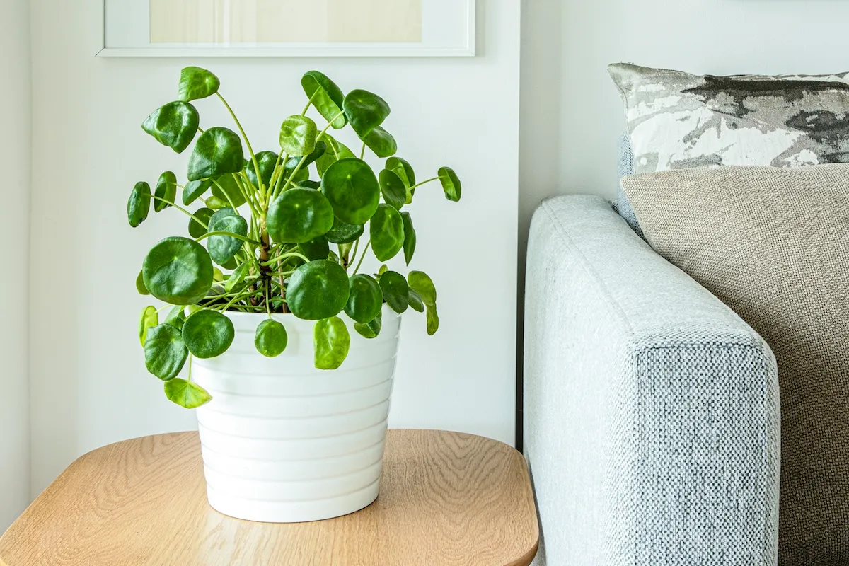 Parlak yeşil, para şeklinde yuvarlak yapraklara sahip, beyaz çizgili bir saksıda duran Pilea Peperomioides bitkisi, açık renk ahşap bir sehpanın üzerinde modern bir iç mekanda sergileniyor ve evcil hayvanlar için güvenli bitkiler arasında popüler bir seçim olduğunu gösteriyor.