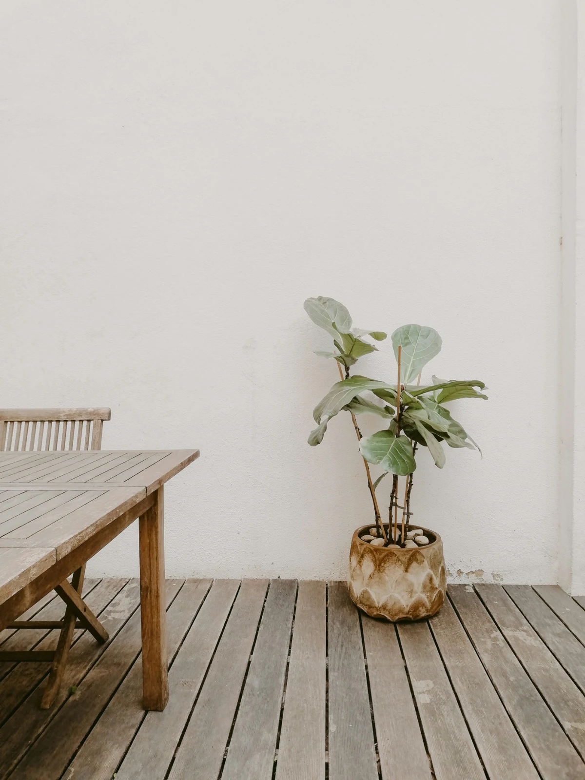 Açık renkli bir duvarın önünde, ahşap zeminli minimalist bir teras alanında konumlandırılmış, büyük yapraklı saksı bitkisi ve kısmen görünen ahşap masa ile sandalye, huzurlu bir dış mekan atmosferi sunuyor.
