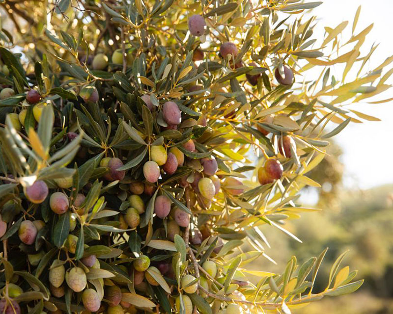 Jale Balcı ile Zeytin ve Zeytinyağı Hakkında Her Şey