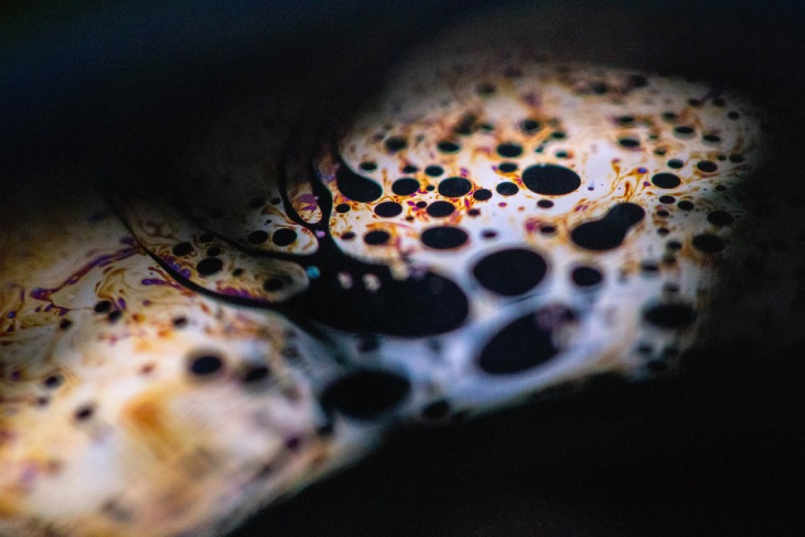 Bildiğimiz Canlı Yaşamın Başlangıcı: Mantarlar