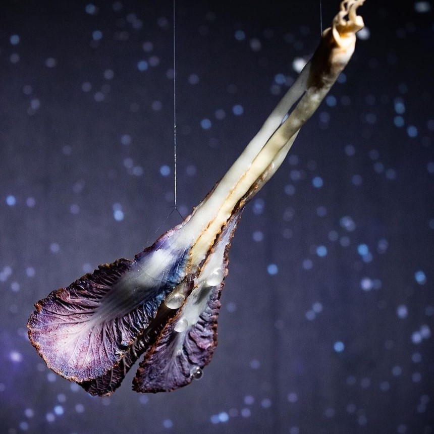 Bio Art Hakkında Bilmeniz Gerekenler