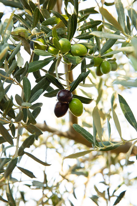 Jale Balcı ile Zeytin ve Zeytinyağı Hakkında Her Şey