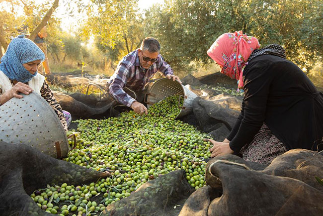 Jale Balcı ile Zeytin ve Zeytinyağı Hakkında Her Şey