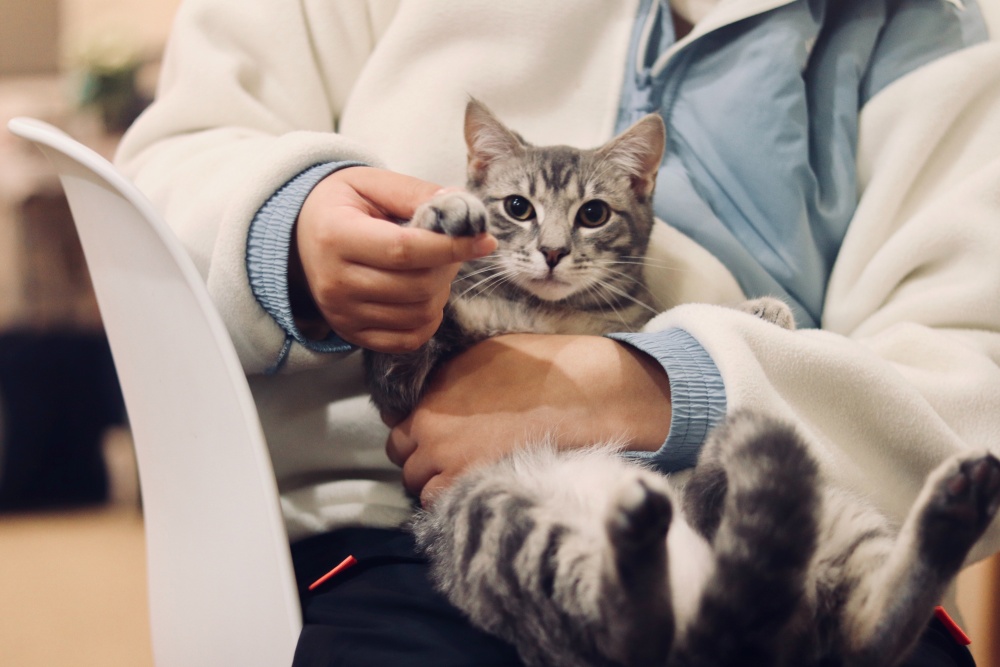 Bir kişinin kucağında oturan, dikkatle kameraya bakan gri tekir bir kedi, sahibi tarafından sevecen bir şekilde patisi tutularak gösteriliyor, bu an evcil dostlarımızın hayatımızdaki yerini ve onlar için uygulanacak düzenli bakım rutinlerinin önemini vurguluyor.