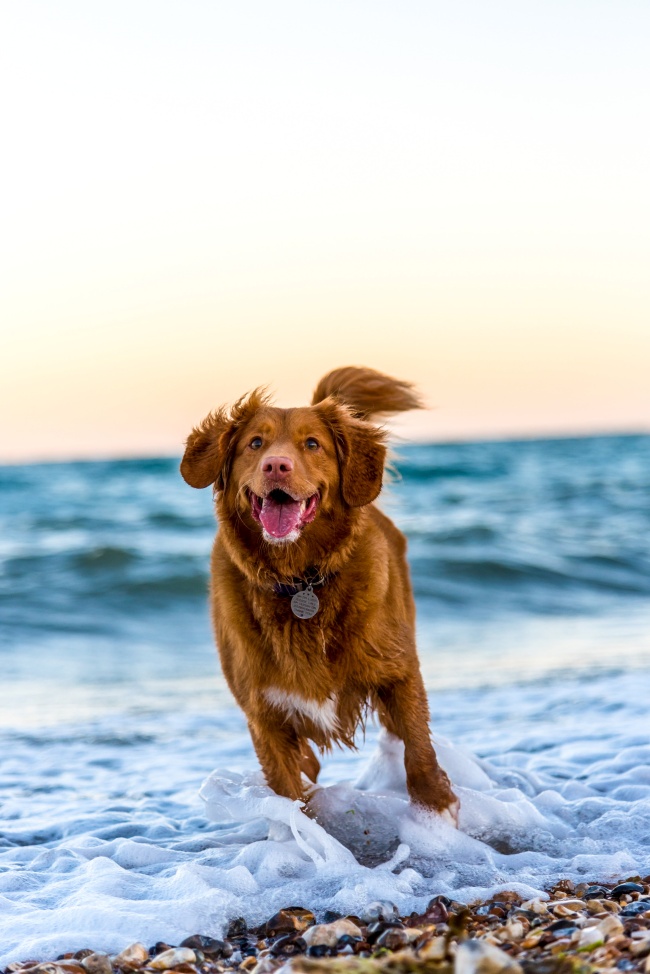 Mutlu ve enerjik görünen, kızıl tüylü bir köpek, denizin köpüklü dalgaları arasında çakıllı bir plajda koşarken, köpek bakımında sağlıklı ve mutlu bir yaşam için günlük gezme ve oyun rutinlerinin ne kadar önemli olduğunu doğal bir şekilde gösteriyor.