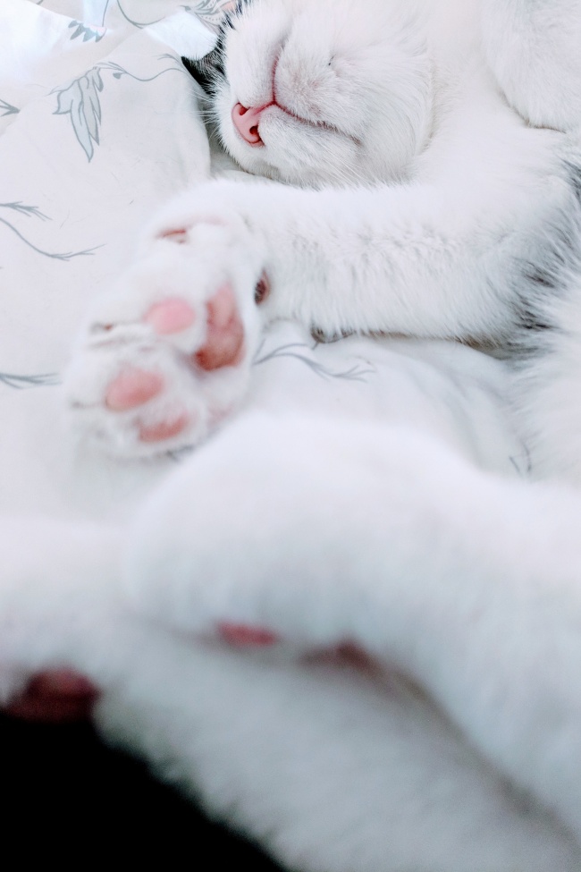 Barışçıl beyaz bir kedi, açık renkli desenli bir battaniyenin üzerinde derin bir uykuda, pembe burnu ve belirgin pembe pati yastıkları görünüyor, bu görüntü evcil hayvanların huzurlu bir ortamda düzenli bakım rutinleriyle ne kadar mutlu ve rahat olduğunu yansıtıyor.