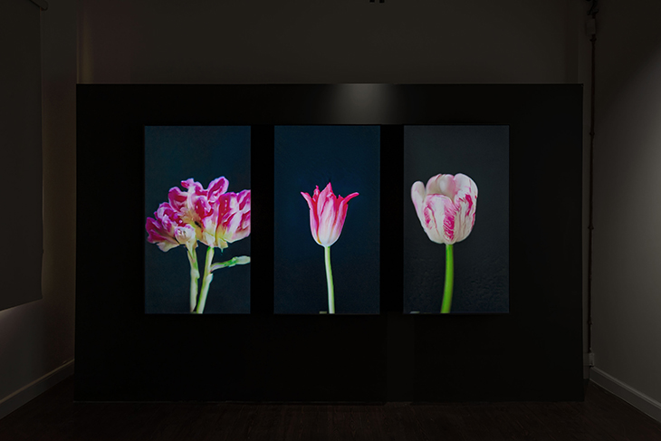 Doğanın Dijital Sanat ile Birlikteliği: Flora Sergisi