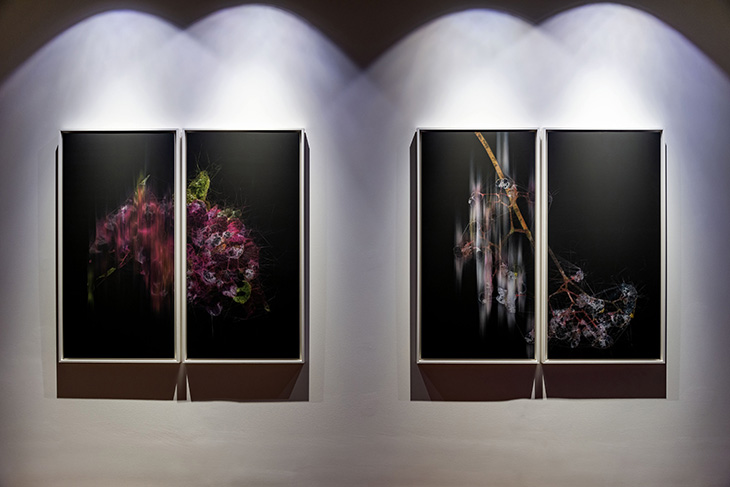 Doğanın Dijital Sanat ile Birlikteliği: Flora Sergisi