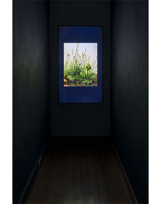 Doğanın Dijital Sanat ile Birlikteliği: Flora Sergisi