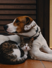 Pets