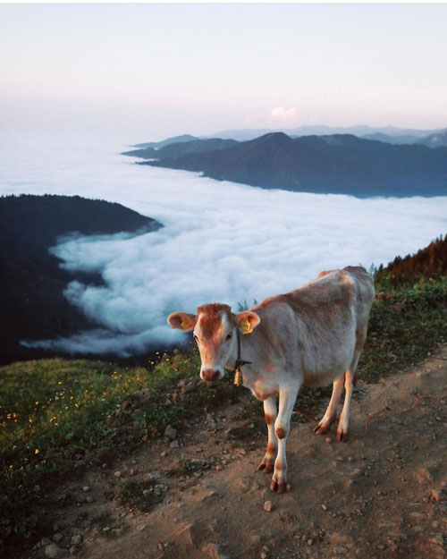 Cennete Yolculuk: Rize