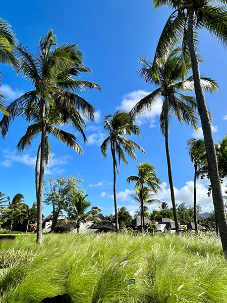 Hint Okyanusu’nda Yeşille Mavinin Dans Ettiği Ada Mauritius