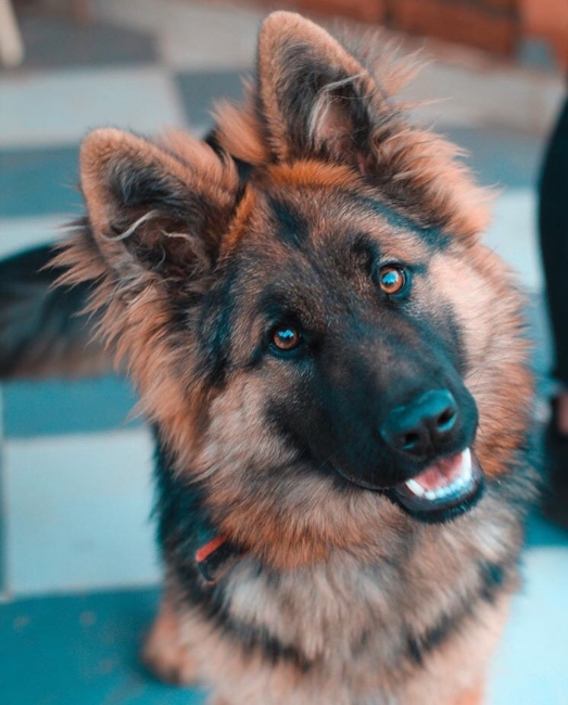 Köpek ve Kedilerde Sık Rastlanan Ortopedik Problemler ve Tedavi Yöntemleri