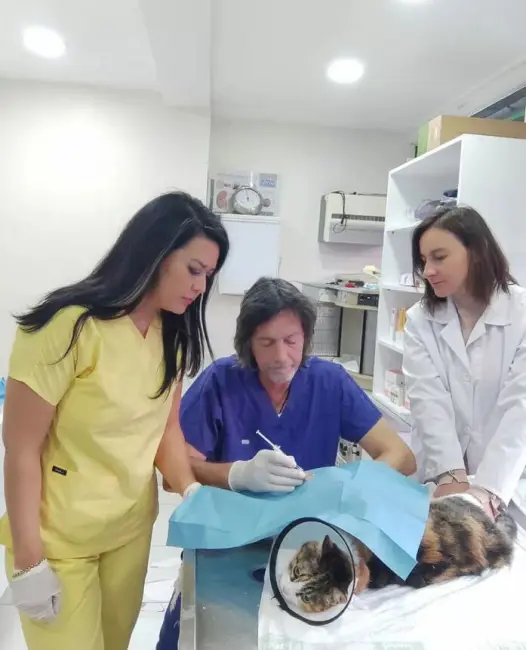 Köpek ve Kedilerde Sık Rastlanan Ortopedik Problemler ve Tedavi Yöntemleri