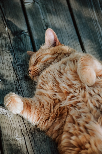 Köpek ve Kedilerde Sık Rastlanan Ortopedik Problemler ve Tedavi Yöntemleri