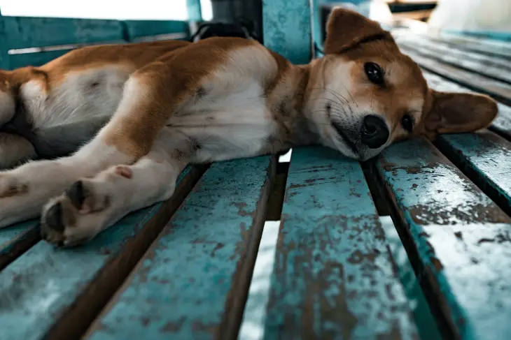 Köpek ve Kedilerde Sık Rastlanan Ortopedik Problemler ve Tedavi Yöntemleri