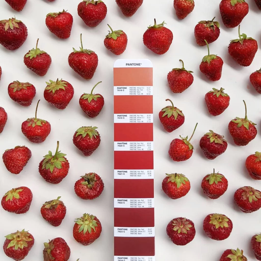 Pantone kırmızı tonları renk skalasıyla çevresine yerleştirilmiş taze çilekler; doğadaki kırmızı renk tonlarını gösteren konsept fotoğraf.