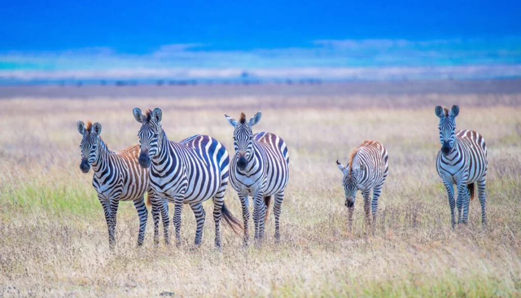 Ngorongoro Krateri zebralar.