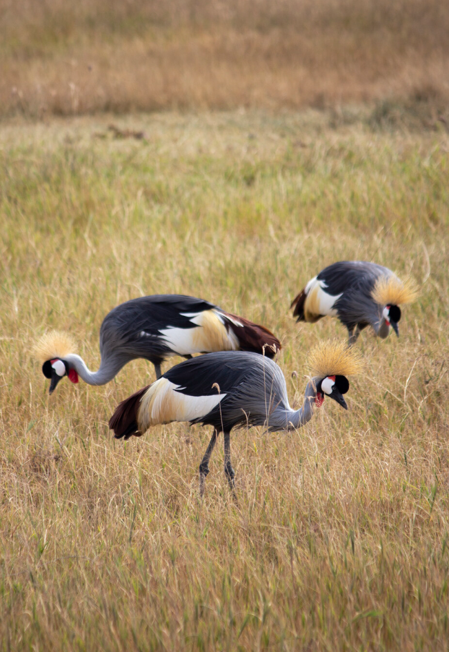 Ngorongoro Krateri kuşlar.