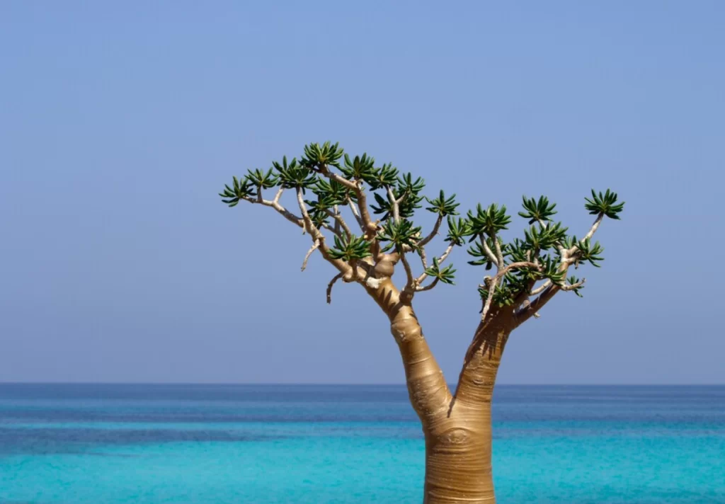 Socotra Adası Ejder Kanı ağacı.