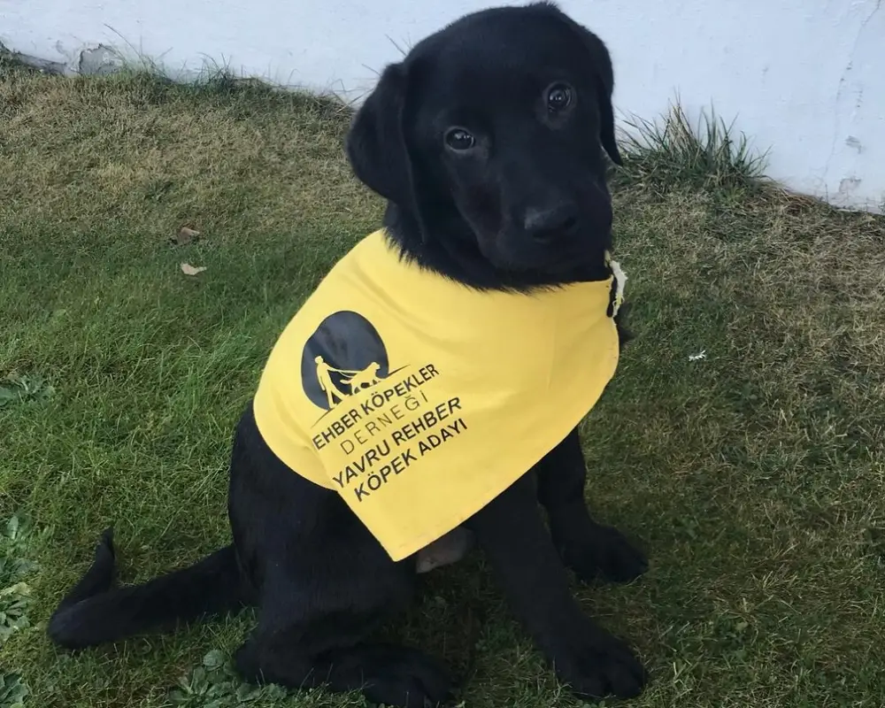 Görme Engellilerin Can Yoldaşı Rehber Köpekler