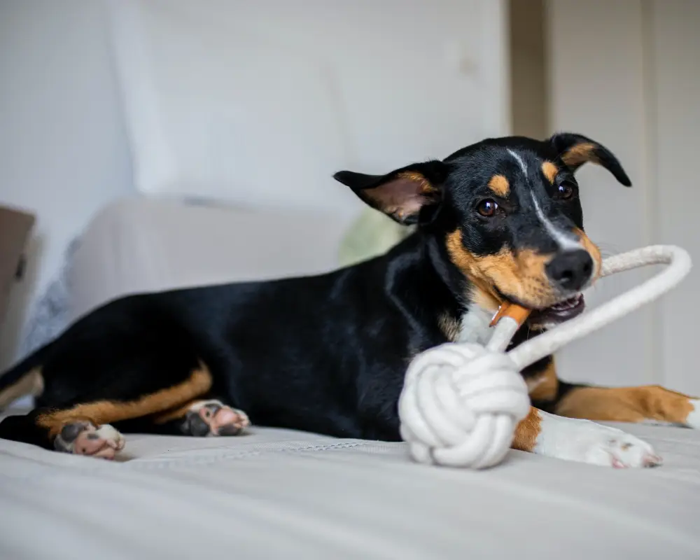Köpeğinizi Mutlu Edecek Oyuncaklar
