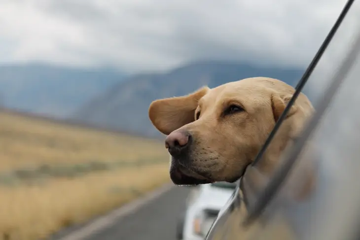 Araba penceresinden başını çıkaran küçük köpek, seyahat etmenin tadını çıkarıyor.