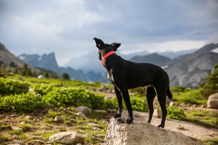 Doğanın ortasında kayalık bir alanda duran siyah köpek, dağ manzarasını izlerken keşif dolu bir yolculuğa hazır görünüyor.