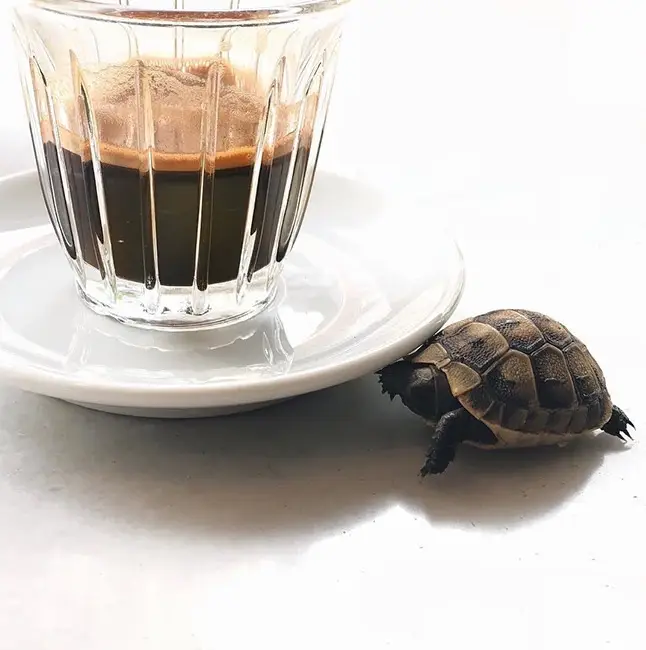 İstanbul'un Hayvansever Mekanları
