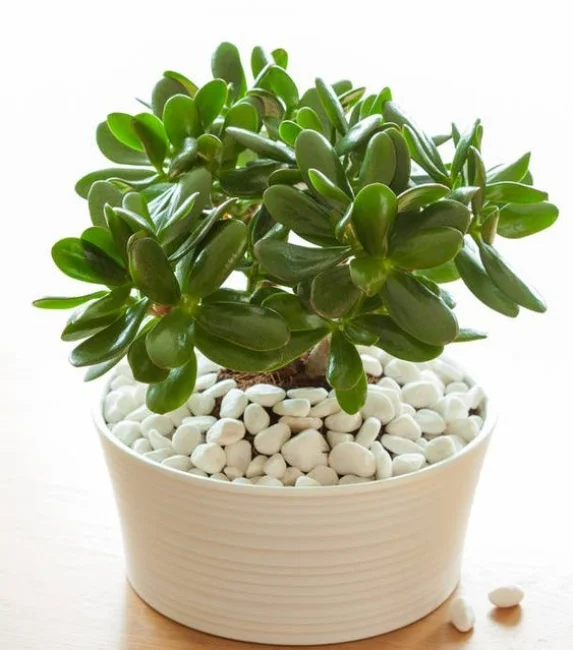 Beyaz çakıllarla çevrelenmiş beyaz saksıda yetişen, parlak yeşil yapraklarıyla dikkat çeken Para Çiçeği (Crassula Ovata); iç mekânlarda bereket simgesi olarak tercih edilen dekoratif bir bitki.