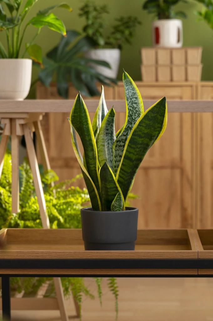 Ahşap sehpa üzerinde siyah saksıda konumlandırılmış Paşa Kılıcı (Sansevieria); modern bir iç mekânda, doğal yeşillikler arasında güçlü ve minimal bir bitki olarak öne çıkıyor.