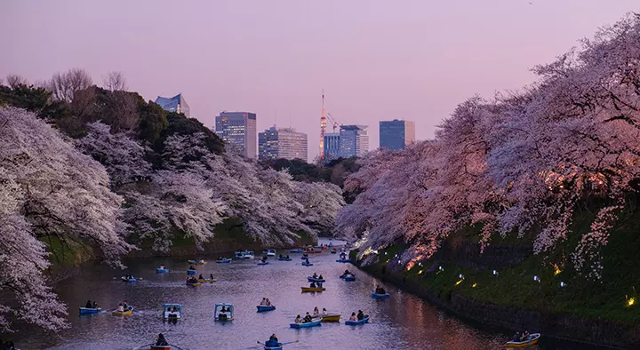 Japonya’da Baharın En Büyüleyici Hali: Kiraz Çiçeği Sakura Festivali