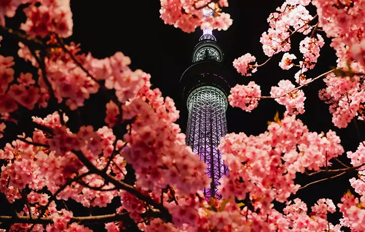 Japonya’da Baharın En Büyüleyici Hali: Kiraz Çiçeği Sakura Festivali