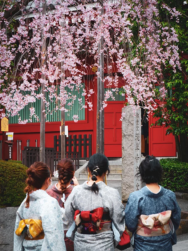 Japonya’da Baharın En Büyüleyici Hali: Kiraz Çiçeği Sakura Festivali