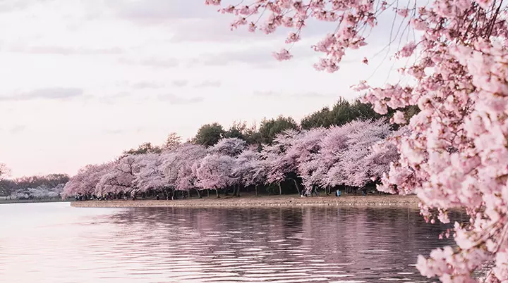 Japonya’da Baharın En Büyüleyici Hali: Kiraz Çiçeği Sakura Festivali