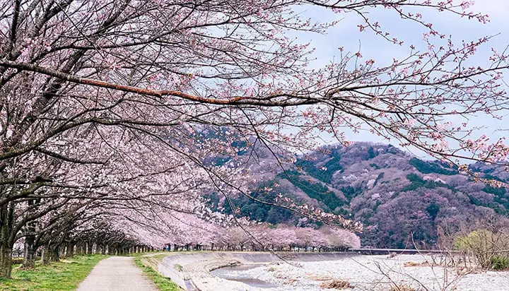 Japonya’da Baharın En Büyüleyici Hali: Kiraz Çiçeği Sakura Festivali