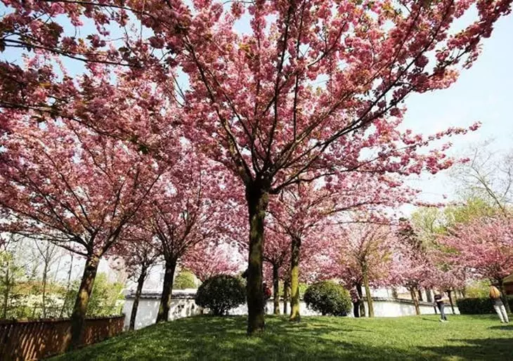 Japonya’da Baharın En Büyüleyici Hali: Kiraz Çiçeği Sakura Festivali