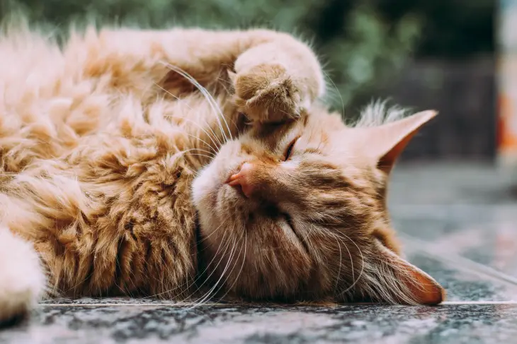 Kedi ve Köpeklerde İlk Yardım Uygulamaları